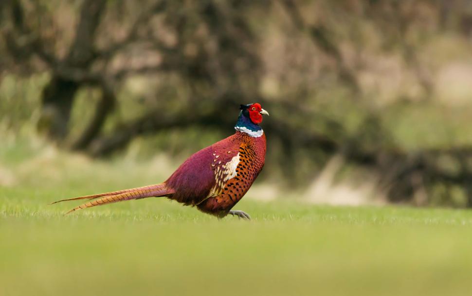 23_Pheasant